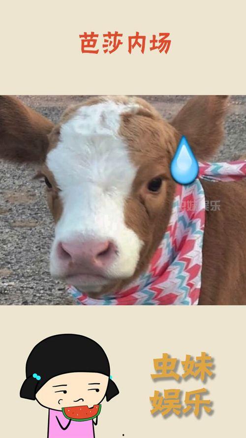 娱乐吃瓜酱的背景,揭秘娱乐圈幕后故事与热点事件